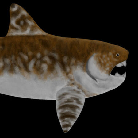 Dunkleosteus raveri