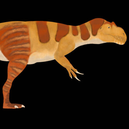 Allosaurus fragilis